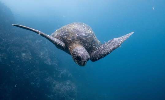 Schildpad in de zee bij de Caribbean